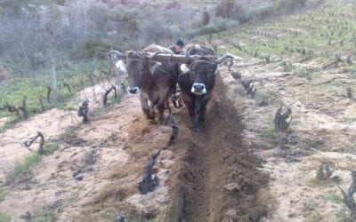 Dalla Sardegna all’Alto Adige, sette vini da bere per un viaggio nel tempo