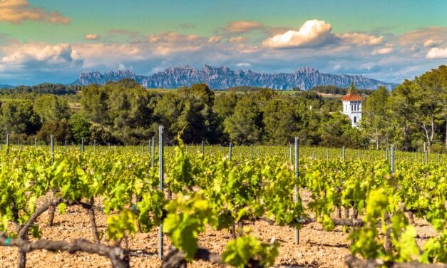 Spagna, 44 milioni di litri di vino verranno tolti dal mercato per salvaguardare i prezzi