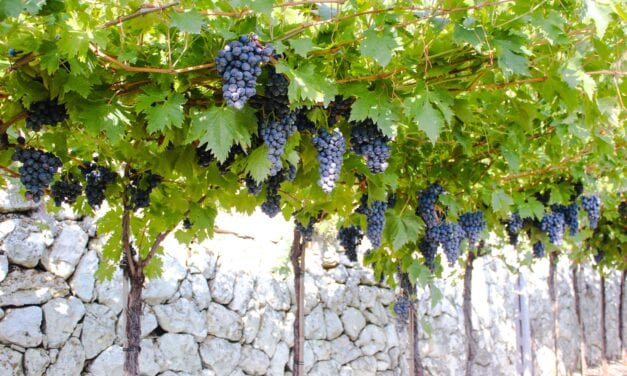 Valpolicella, vendemmia 2023 all’insegna della stabilità e della freschezza che promettono vini meno alcolici
