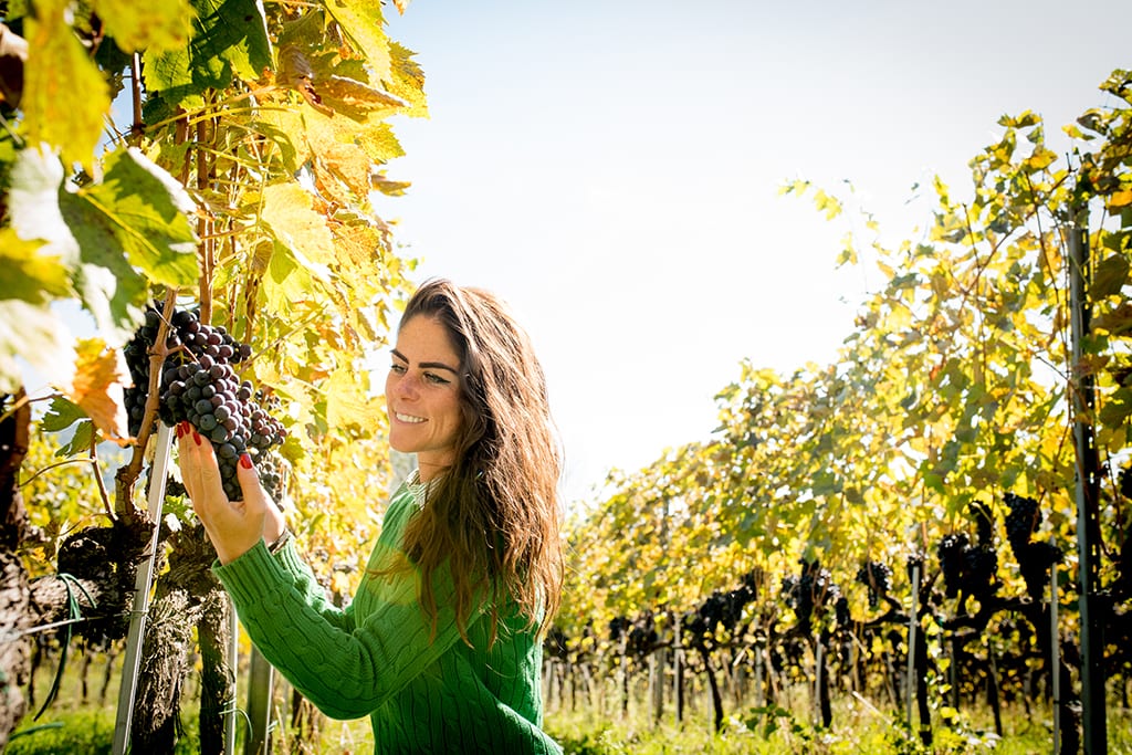 La Canosa, dalle Marche la strenua difesa dei terroir più magici del vigneto Italia