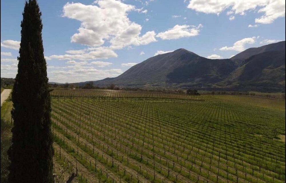 La Guardiense presenta l’annata 2024: tradizione e ricerca nella ricetta tutta made-in-Sud