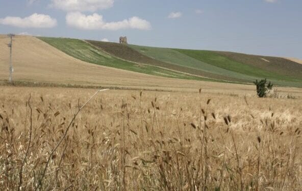 Birre agricole, in Puglia ben 119 birrifici grazie al patrimonio di grani autoctoni
