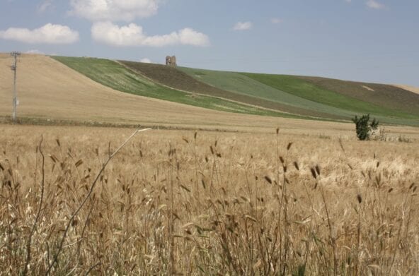 Birre agricole, in Puglia ben 119 birrifici grazie al patrimonio di grani autoctoni