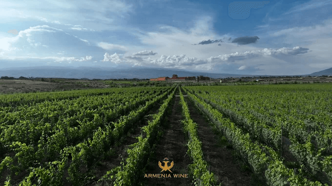 Armenia: la degustazione di Areni e Kangun, le voci antiche del Caucaso