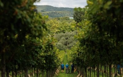 Masi, è conto alla rovescia per la vendemmia 2025. Sandro Boscaini: “Annata positiva in tutt’Italia, specialmente nella Valpolicella classica”