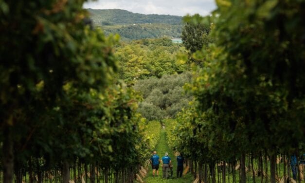 Masi, è conto alla rovescia per la vendemmia 2025. Sandro Boscaini: “Annata positiva in tutt’Italia, specialmente nella Valpolicella classica”