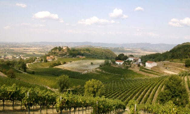 Colli Euganei, la vendemmia 2025 è iniziata in anticipo: si va verso un’ottima annata