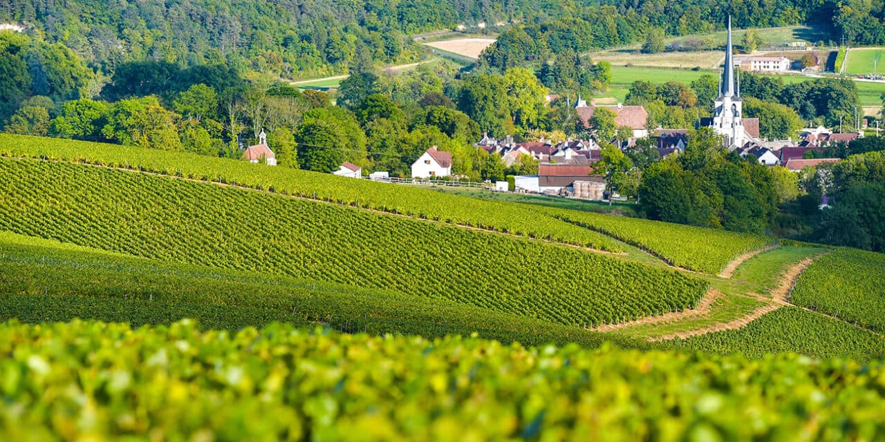 Perché la Borgogna è l’unica regione francese che resiste alla crisi del vino con il +5,6% sul 2024.