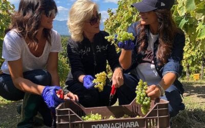 Consorzio “Italia del vino” in crescita: entra l’Irpinia con Donnachiara