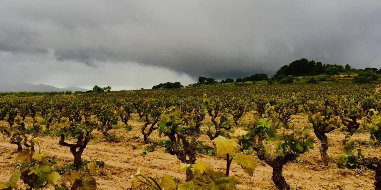 Cava International day: il metodo classico catalano tenta la “reconquista” dei mercati