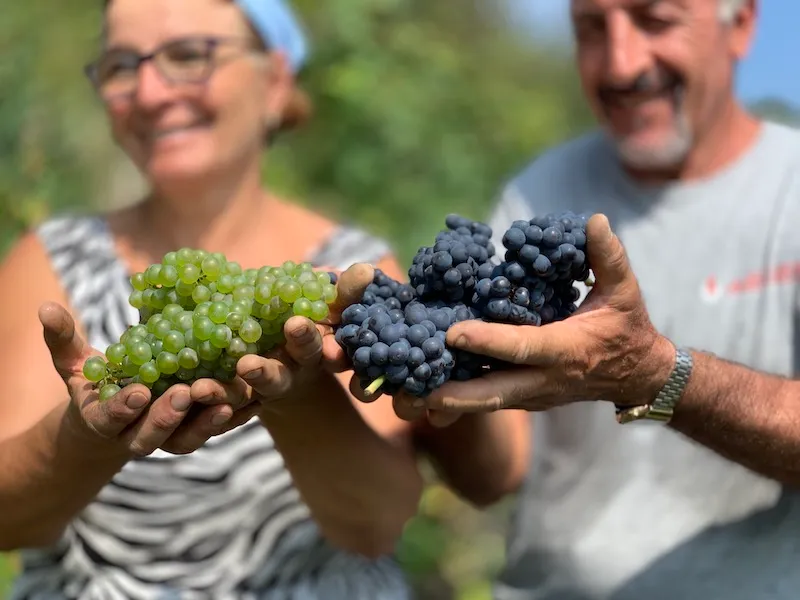 Alta Langa, iniziata la vendemmia del metodo classico piemontese