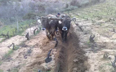 Dalla Sardegna all’Alto Adige, sette vini da bere per un viaggio nel tempo