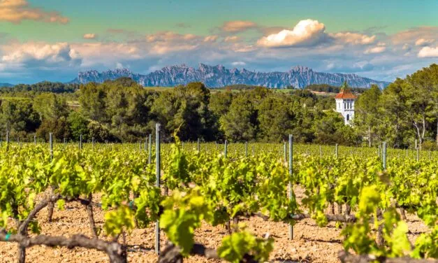 Spagna, 44 milioni di litri di vino verranno tolti dal mercato per salvaguardare i prezzi