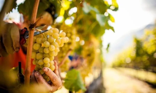 Franciacorta, al via oggi la vendemmia 2023 nel distretto del metodo classico lombardo