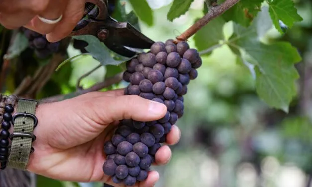 Pinot grigio delle Venezie, la DOC cresce a doppia cifra: più 14% le richieste di certificazioni ad agosto 2023