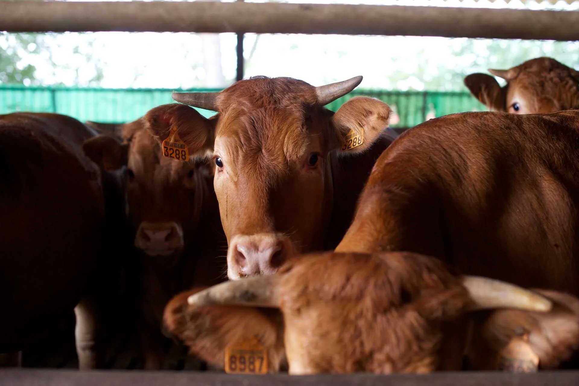 Distretti agroalimentari: record nell’export e Verona punta sempre di più sulla Germania. Exploit a doppia cifra per le nostre carni