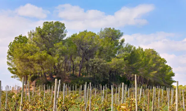 Enoteca 1999, Recaredo conferma la capacità del Penedès di produrre grandi metodo classici