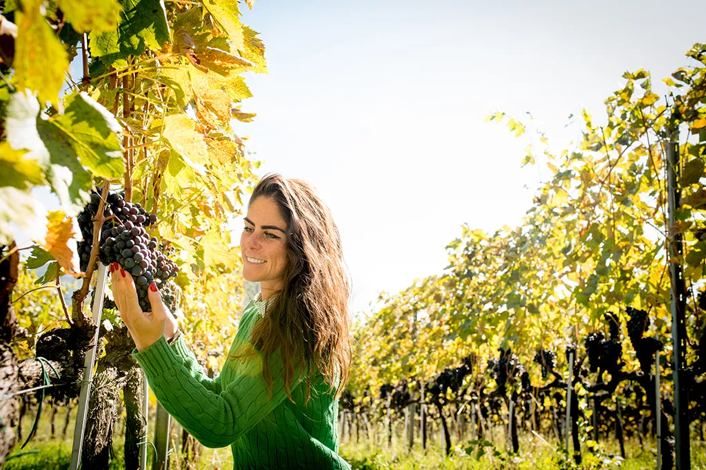 La Canosa, dalle Marche la strenua difesa dei terroir più magici del vigneto Italia