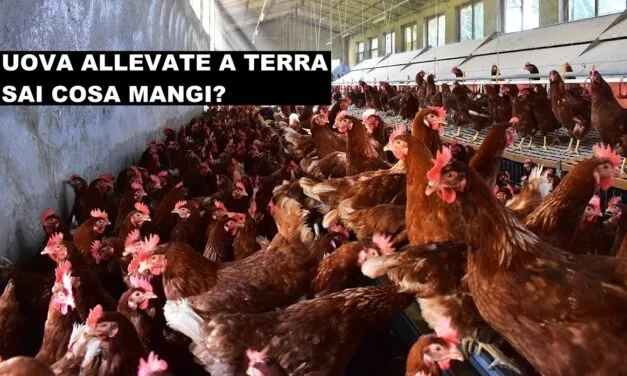 Codice 2 Uova allevate a terra. Quando la suggestione confonde la realtà.