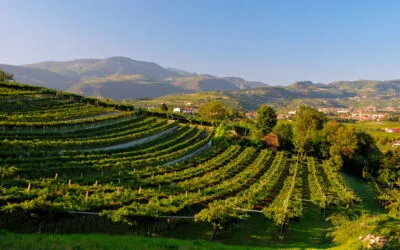 Amarone DOCG 2020, annata complessa che premia il savoir-faire della Valpolicella