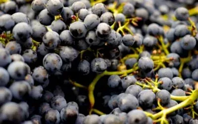 Novità dalla Cantina Cellinese : debutta Nerida, extra-dry di sicuro avvenire