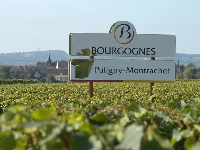 Vigne mutanti tra i climats di Puligny-Montrachet. Dal 2015 il programma CEPINNOV.