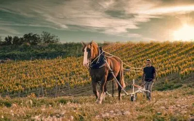 Corpinnat, le vendite 2024 salgono a 26,8 milioni: in quattro anni più 24%