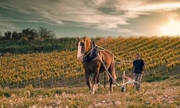 Corpinnat, le vendite 2024 salgono a 26,8 milioni: in quattro anni più 24%