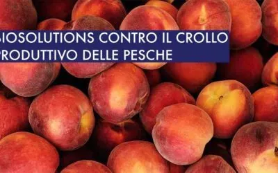 Biosolutions in aiuto delle Pesche. In 20 anni dimezzata la superficie di coltivazione.
