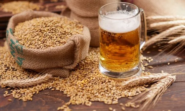 Assobirra, nel 2024 l’Italia ha confermato la sua produzione brassicola a 17 milioni di ettolitri. Consumi leggermente in calo