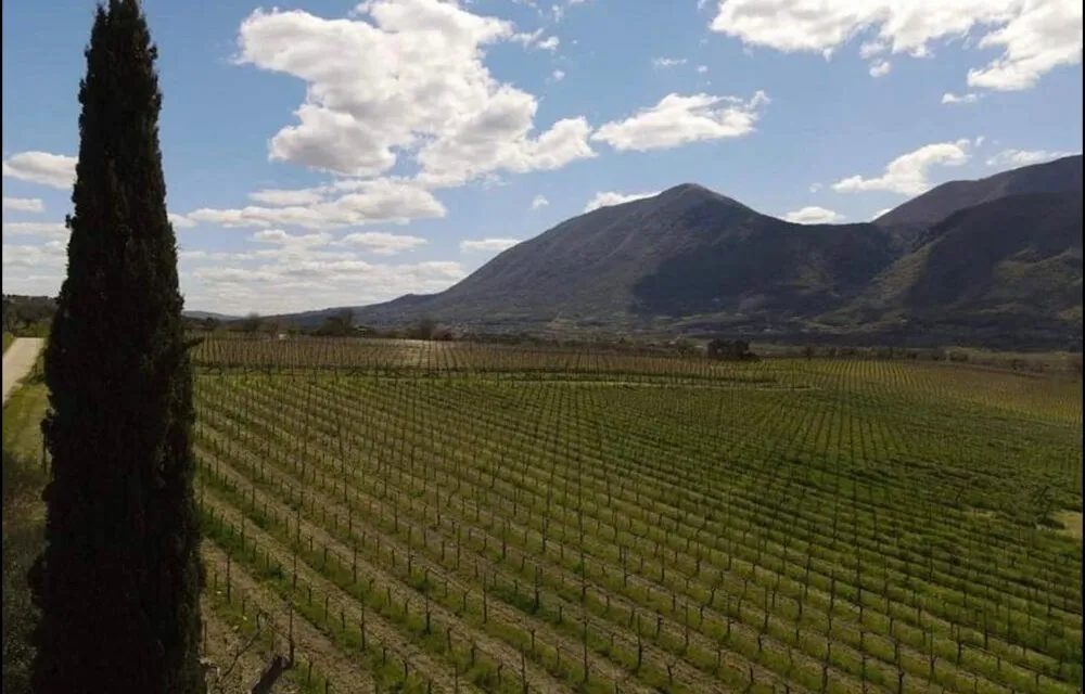 La Guardiense presenta l’annata 2024: tradizione e ricerca nella ricetta tutta made-in-Sud