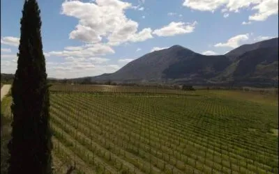 La Guardiense presenta l’annata 2024: tradizione e ricerca nella ricetta tutta made-in-Sud