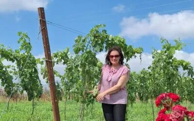 Alberi in Piano Aglianico del Vulture 2013: la degustazione