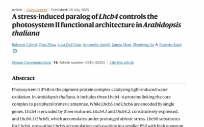 Università di Verona: individuata una proteina che protegge le piante dall’elevata esposizione alla luce. La scoperta pubblicata su Nature Communications
