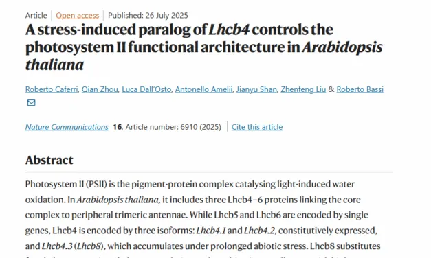 Università di Verona: individuata una proteina che protegge le piante dall’elevata esposizione alla luce. La scoperta pubblicata su Nature Communications