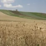 Birre agricole, in Puglia ben 119 birrifici grazie al patrimonio di grani autoctoni