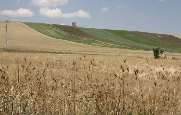 Birre agricole, in Puglia ben 119 birrifici grazie al patrimonio di grani autoctoni