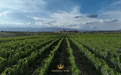 Armenia: la degustazione di Areni e Kangun, le voci antiche del Caucaso