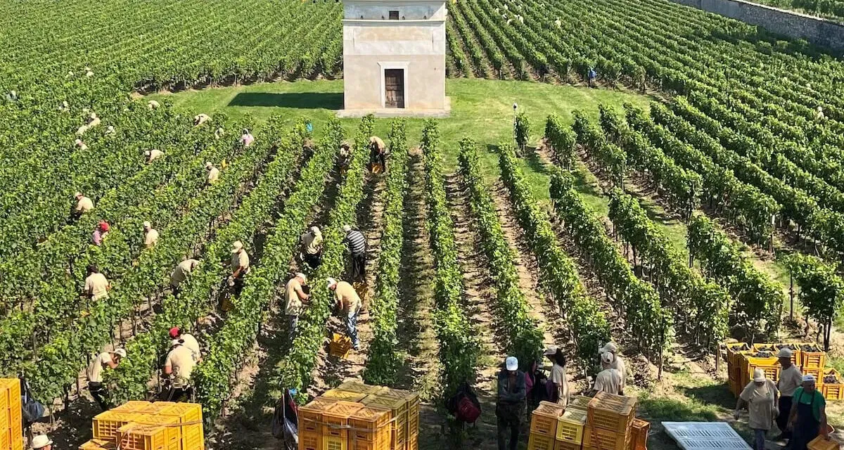 Vendemmia 2025, ottima annata con cantine ancora piene: 85 milioni di ettolitri complessivamente da vendere