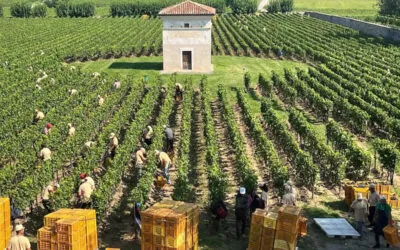 Vendemmia 2025, ottima annata con cantine ancora piene: 85 milioni di ettolitri complessivamente da vendere
