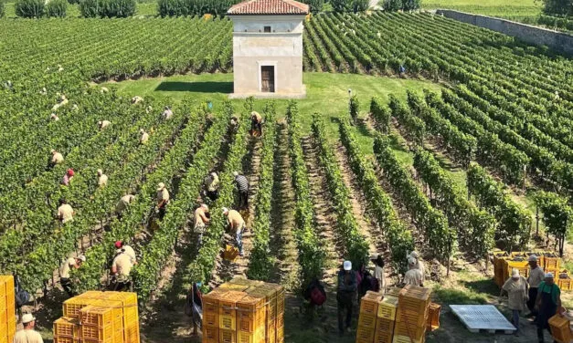 Vendemmia 2025, ottima annata con cantine ancora piene: 85 milioni di ettolitri complessivamente da vendere
