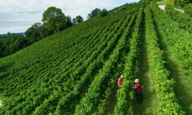 Herita Marzotto Wine Estates raggiunge – prima in Italia – la “carbon neutrality” PAS 2060