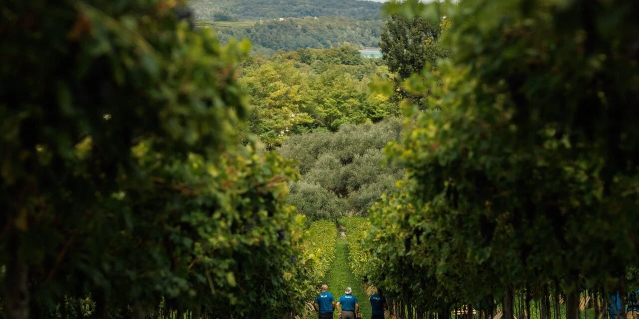 Masi, è conto alla rovescia per la vendemmia 2025. Sandro Boscaini: “Annata positiva in tutt’Italia, specialmente nella Valpolicella classica”