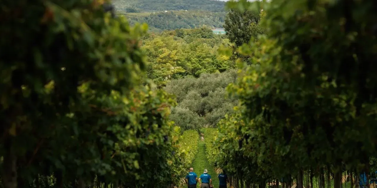 Masi, è conto alla rovescia per la vendemmia 2025. Sandro Boscaini: “Annata positiva in tutt’Italia, specialmente nella Valpolicella classica”