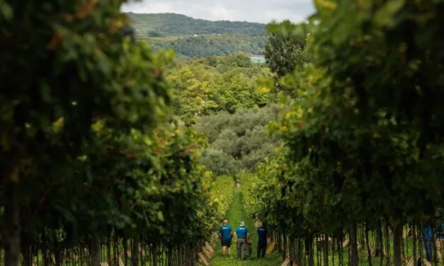 Masi, è conto alla rovescia per la vendemmia 2025. Sandro Boscaini: “Annata positiva in tutt’Italia, specialmente nella Valpolicella classica”
