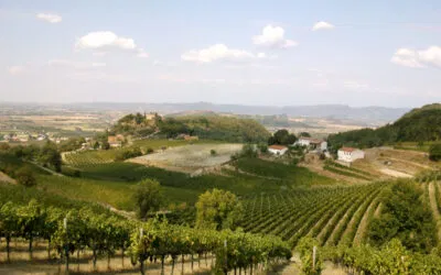 Colli Euganei, la vendemmia 2025 è iniziata in anticipo: si va verso un’ottima annata