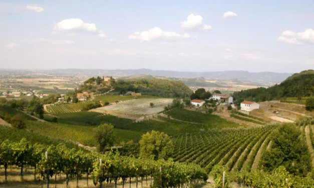 Colli Euganei, la vendemmia 2025 è iniziata in anticipo: si va verso un’ottima annata