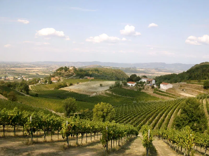 Colli Euganei, la vendemmia 2025 è iniziata in anticipo: si va verso un’ottima annata