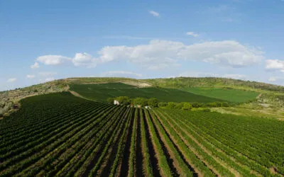 Radacini Wines, il fascino della Moldavia: la degustazione