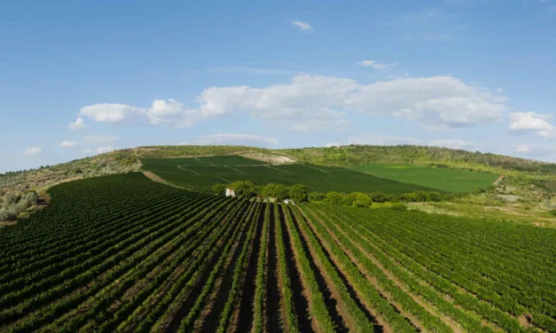 Radacini Wines, il fascino della Moldavia: la degustazione